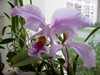 Cattleya mossiae 